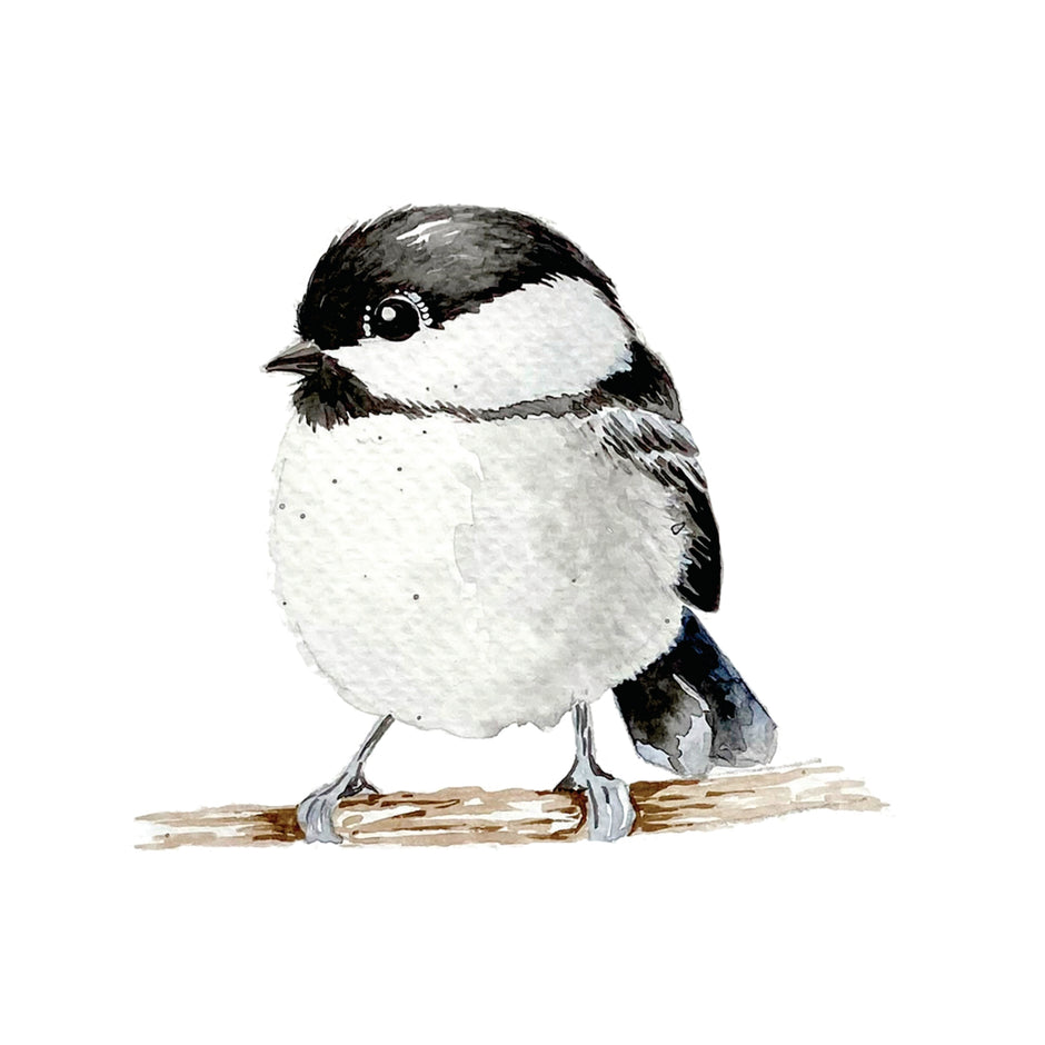 Beautiful Birds Watercolor Workbook by Willow Wolfe
