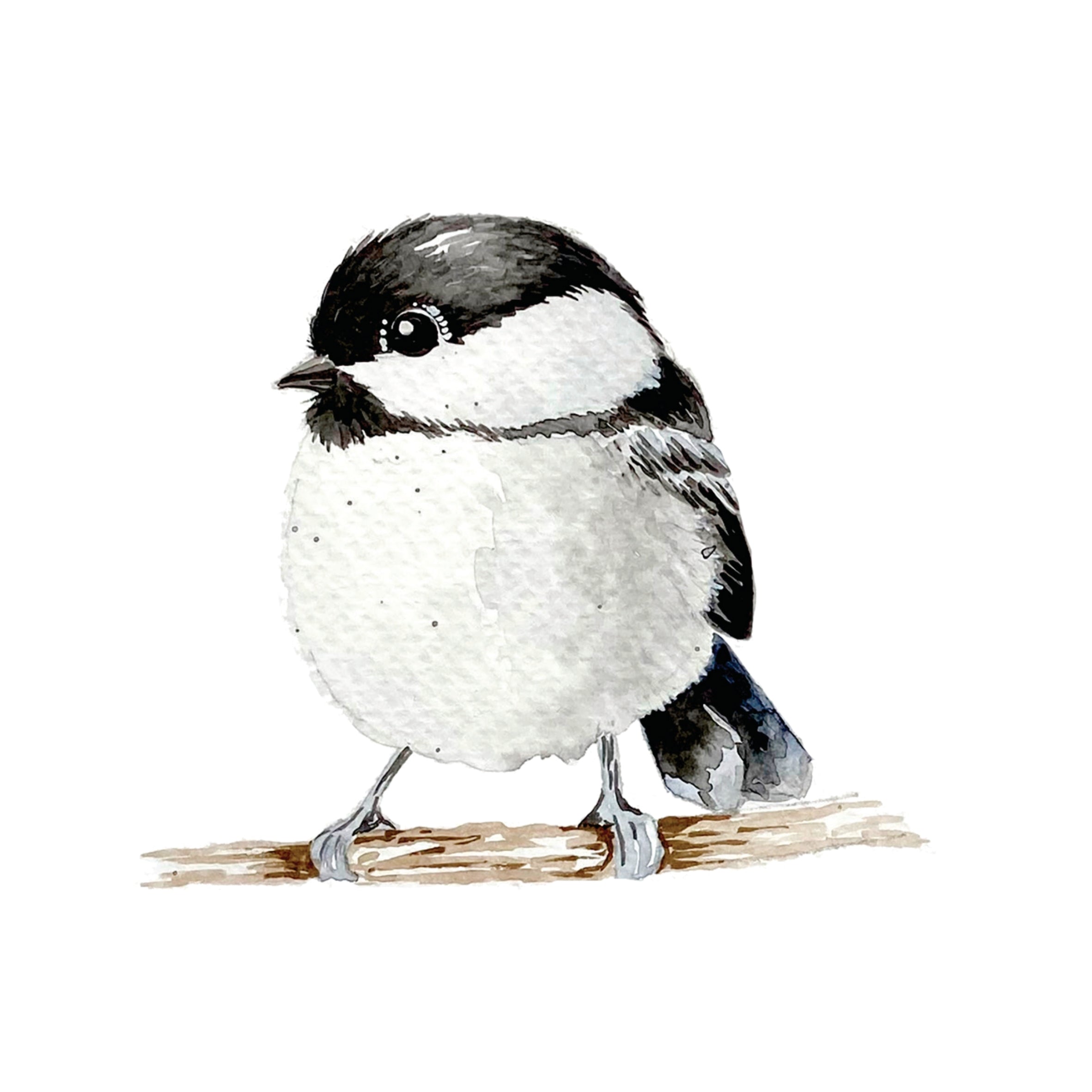 Beautiful Birds Watercolor Workbook by Willow Wolfe