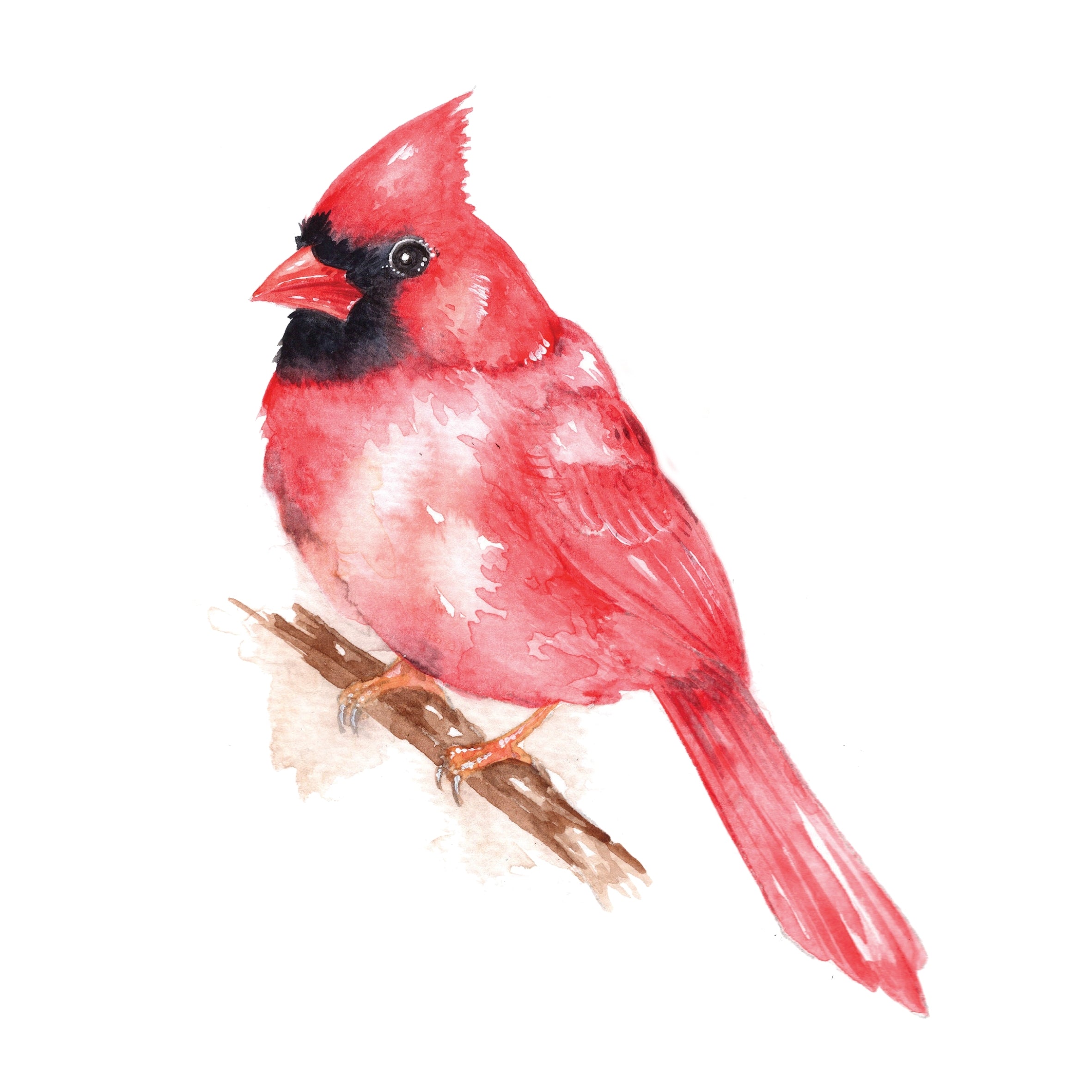 Beautiful Birds Watercolor Workbook by Willow Wolfe