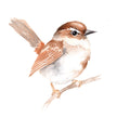 Paint a Watercolor Wren from Willow's Beautiful Birds Watercolor Workbook