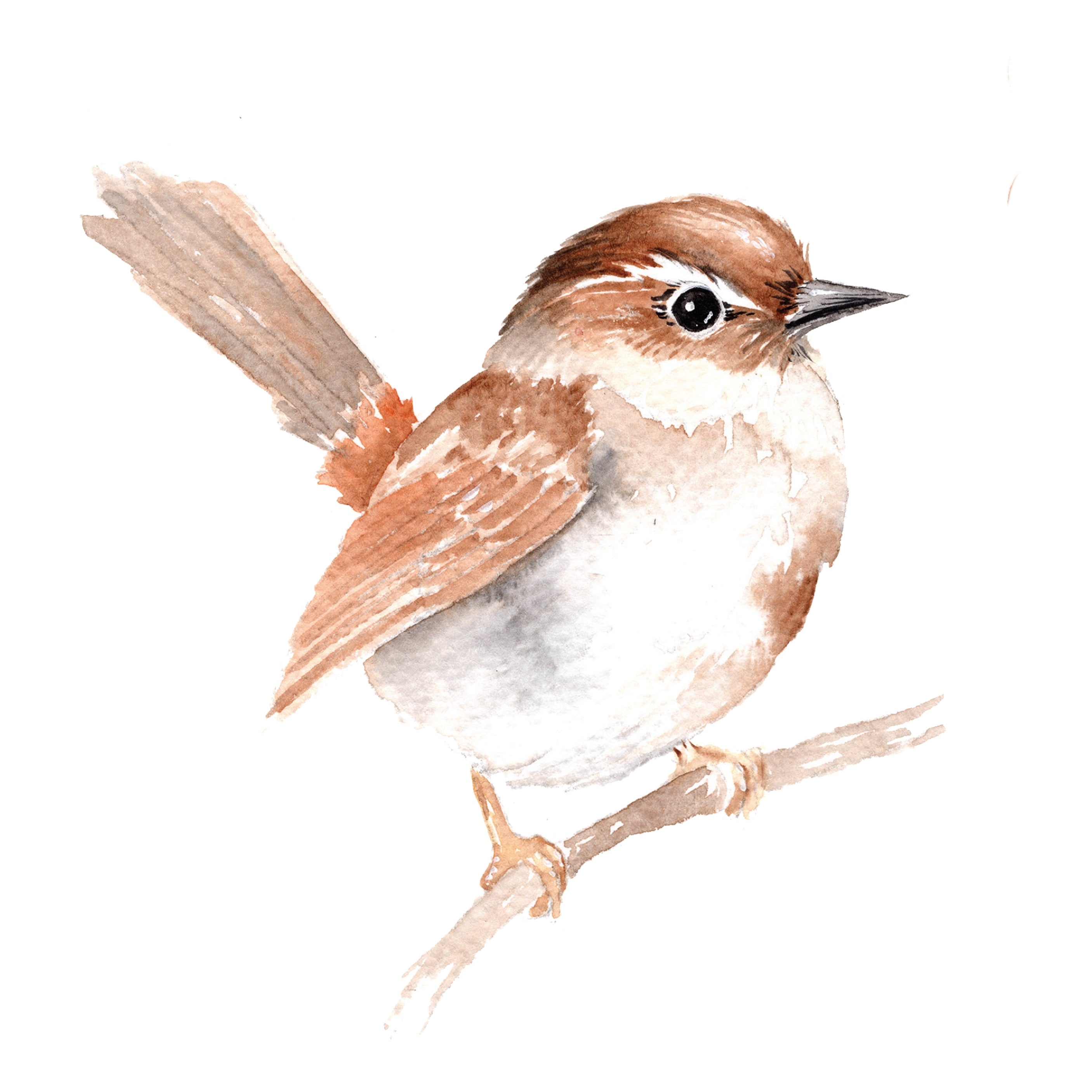 Paint a Watercolor Wren from Willow's Beautiful Birds Watercolor Workbook