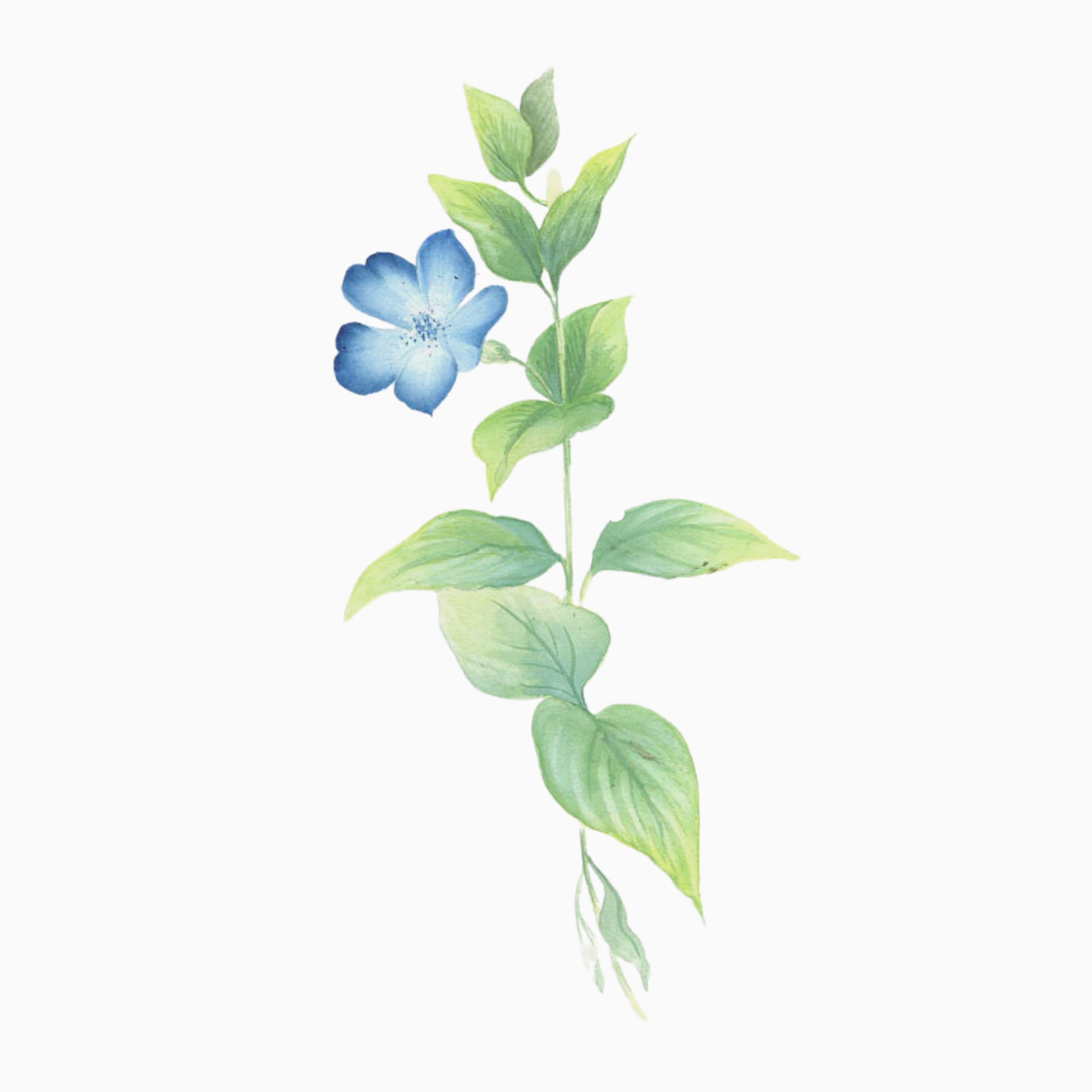 Cool Blue Flowers & Leaves in Watercolor - TWS7