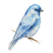 Beautiful Birds Watercolor Workbook by Willow Wolfe