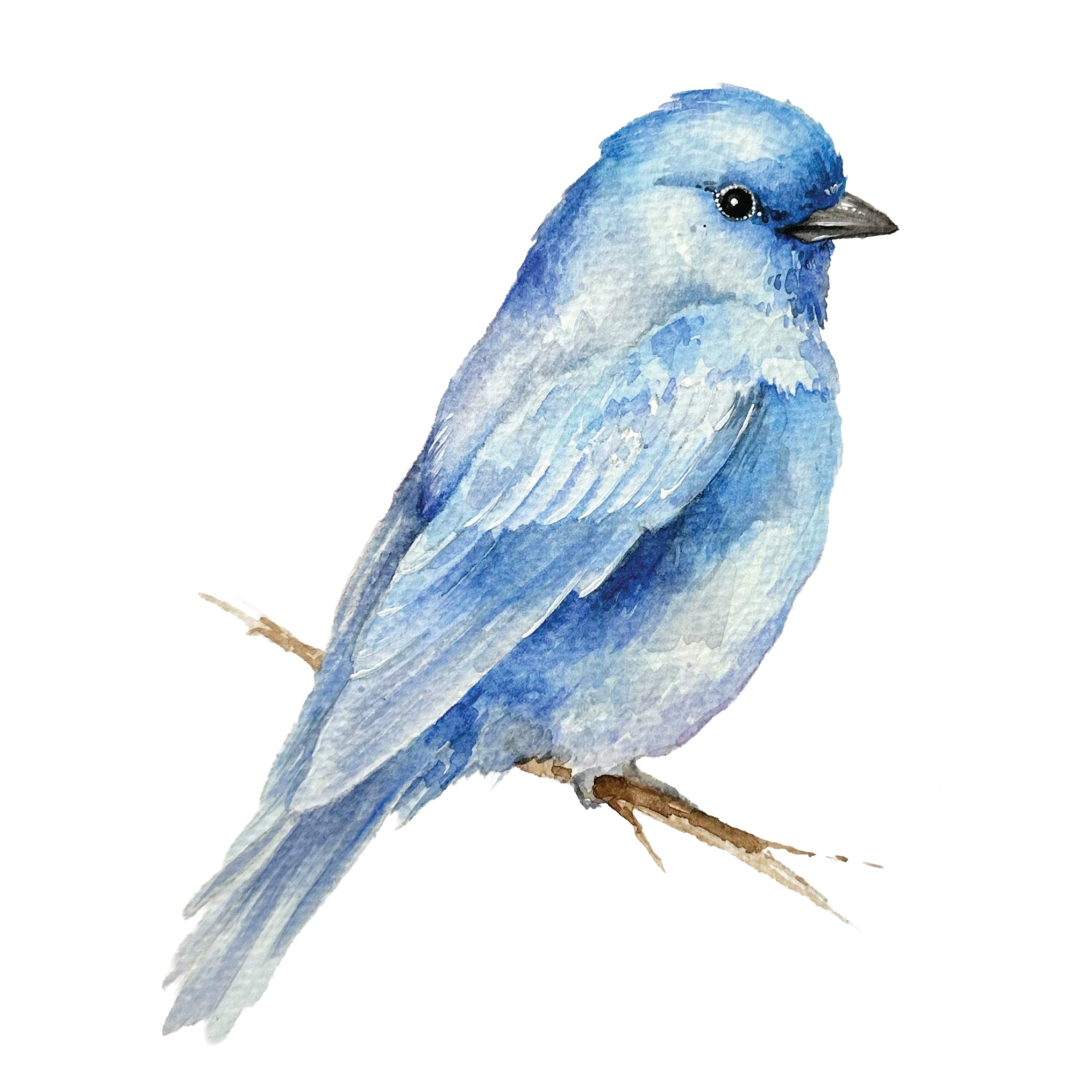 Beautiful Birds Watercolor Workbook by Willow Wolfe