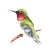 Beautiful Birds Watercolor Workbook by Willow Wolfe