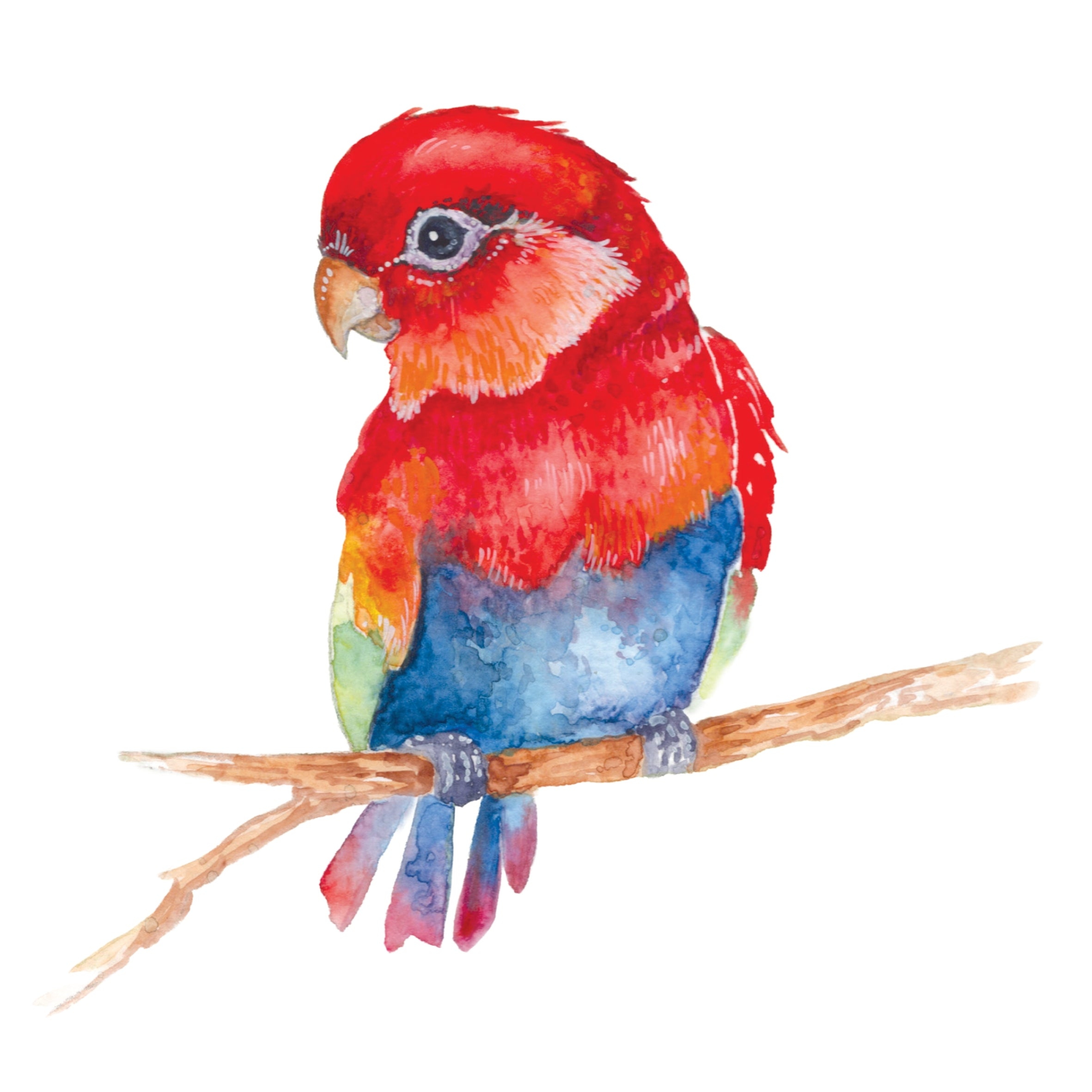 Beautiful Birds Watercolor Workbook by Willow Wolfe