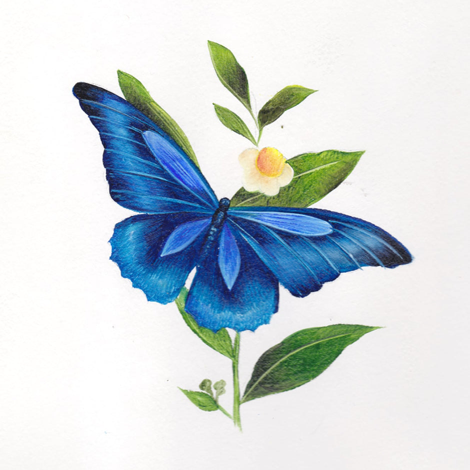 Blue butterfly on green leaves with a white background