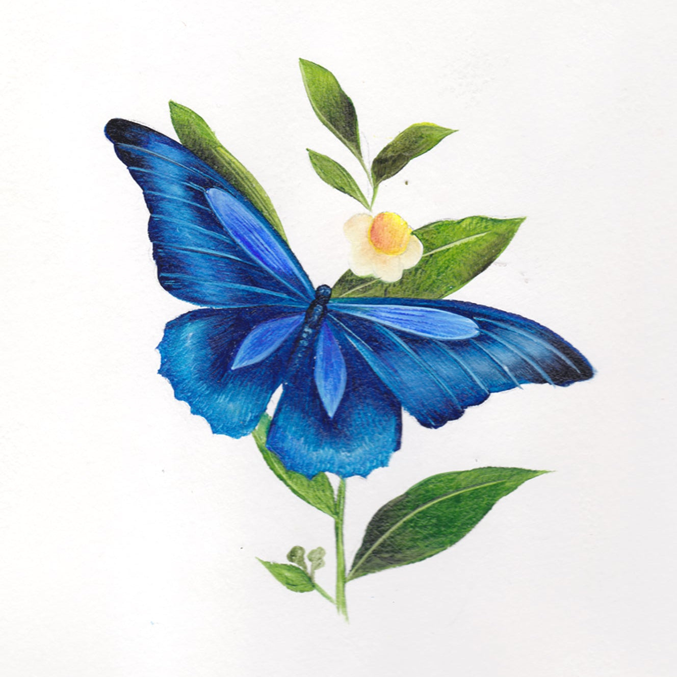 Blue butterfly on green leaves with a white background