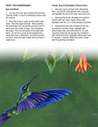 Learn to Paint Vibrant Hummingbirds Ebook
