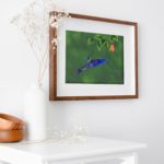 Hummingbird_Orange_Frame